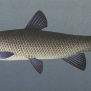 Рыба,Белый амур фото