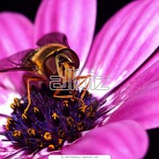 Пыльца цветочная фото