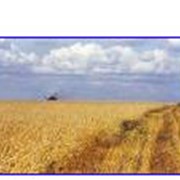 Пшеница фуражная в Украине, продажа на экспорт фото