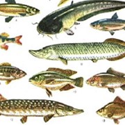 Речная рыба оптом и мелким оптом. По Киеву и области фото