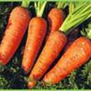 Морковь Ред-Кор первого сорта