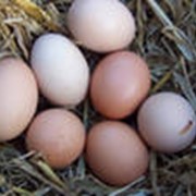 Яйцо куриное домашнее фото