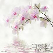 Фотообои. Белые орхидеи