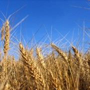 Пшеница 3 класс, мягкая фотография