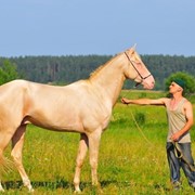 Ахалтекинский жеребец кличка Мерхе/Akhal-Teke stallion nickname Merhi