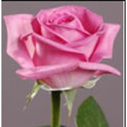 Розы розовые Аква