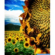 Семена подсолнечника гибрид, сорт Дионис фотография