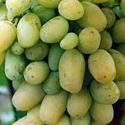 Саженцы винограда АВГУСТИН