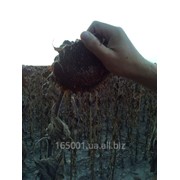 Семена подсолнечника Одиссей НПК Логос фото