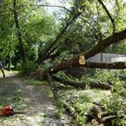 Валка деревьев фото