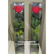 Роза стабилизированная ПРЕМИУМ в подарочной упаковке Florever красная фото