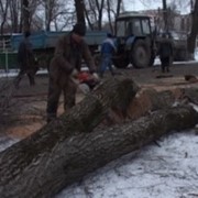 Спил, обрезка, валка деревьев фото