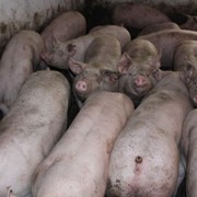Свинина беконных пород живым весом 110-130кг. фото