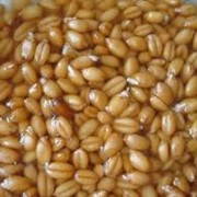 Пшеница, возможен экспорт