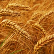 Пшеница Антовка