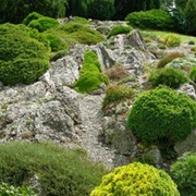 Устройство альпинария, альпийской горки, ландшафтный дизайн фото