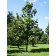 Дуб Quercus Cerris 150-175
