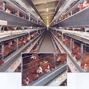 Унивент UV-600 фото