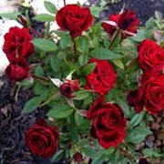 Саженцы роз, розы бордюрные. фото