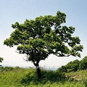 Дуб Quercus Cerris 10-15