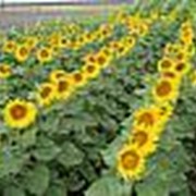 Подсолнечник PR64A15 - Новый! фото