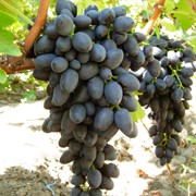 Черенки винограда ранних сортов