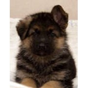 Щенки собак фото