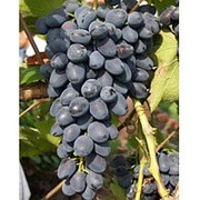 Сажанцы винограда Волхв фото