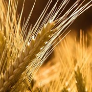 Выращивание и реализация зерновых культур.
