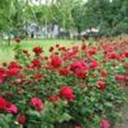Посадочный материал (кусты роз, кустарники, хвойные растения и многое другое) фото