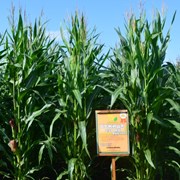 Семена кукурузы Оржиця 237 МВ. ФАО – 240