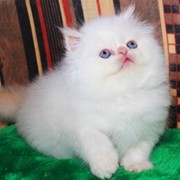 Котенок персидский Eva Marie