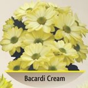 Хризантема Бокарди кремовая фото