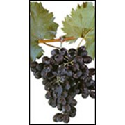Саженцы винограда Молдова фото