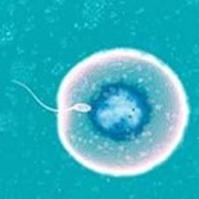 Оплодотворение яйцеклеток и культивирование эмбрионов