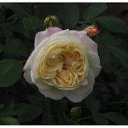 Саженцы роз Friedenslicht ( Фриденслихт ) фото