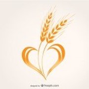 Пшеница производства Казахстан фотография