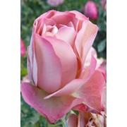 Розы Алтайские флорибунда Акрополис