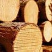 Закупка хвойных балансов фото