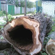 Спил деревьев, спилить деревья, ветки в Харькове. фото