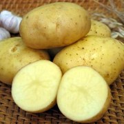 Картофель семенной Универсал Элита фото