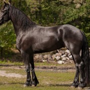Фризская лошадь Ида фотография