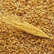 Пшеница в мешках по 50кг. фотография