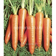 Семена набор овощей Борщевая корзина, Артикул УТ000003514 фото