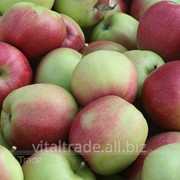 Яблоки Лиголь (Ligol) фото