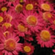 Хризантем Мультифлора (мелкоцветковые) фото