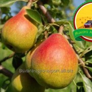 Груши Bukhara Agro Export фотография