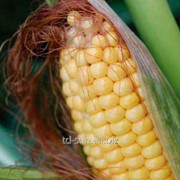Семена кукурузы ДКС 3717 ФАО 280 Monsanto