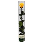Роза стабилизированная СТАНДАРТ в подарочной упаковке Florever желтая фото