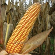 Семена кукурузы РОСС 199МВ